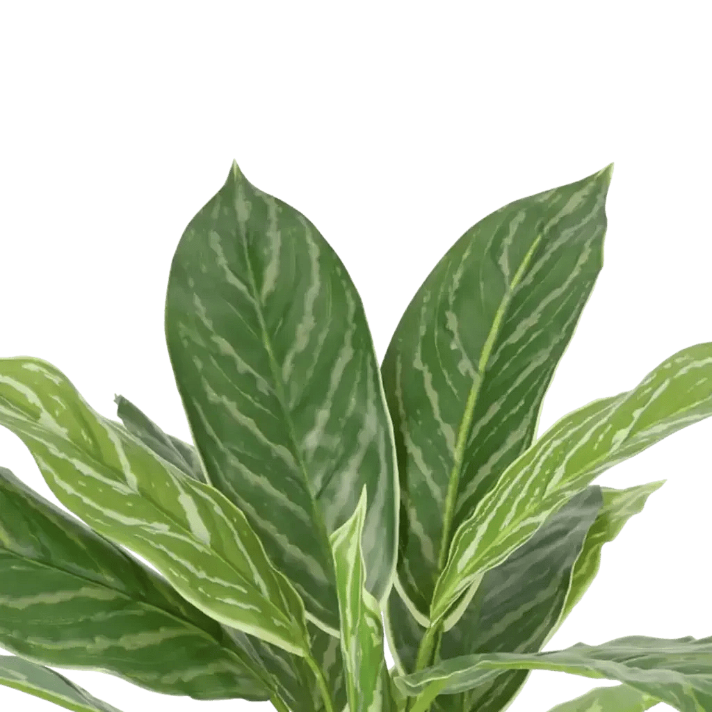 Closeup af Kunstig Aglaonema H: 40 cm.