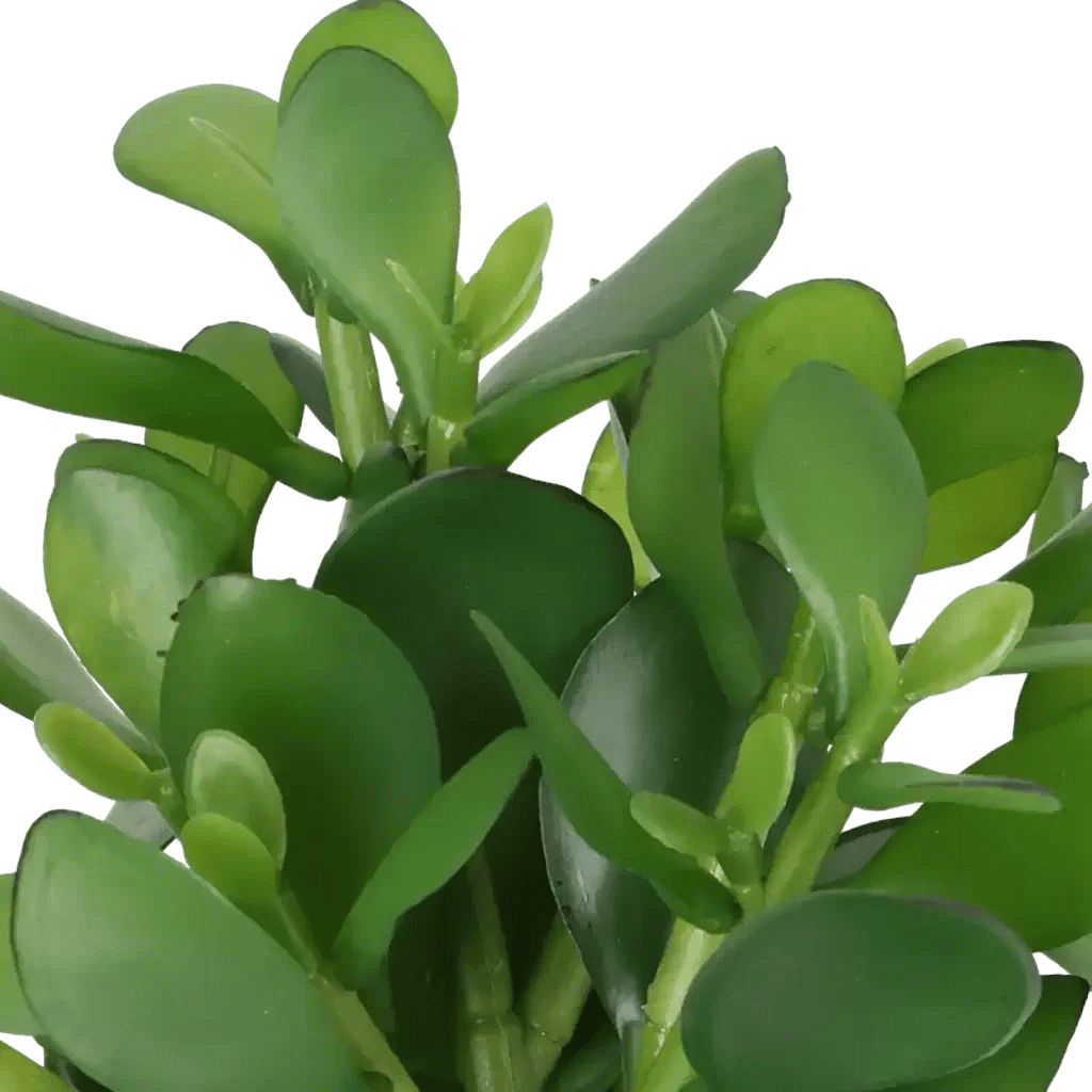 Closeup af Kunstig Money plante H: 25 cm.