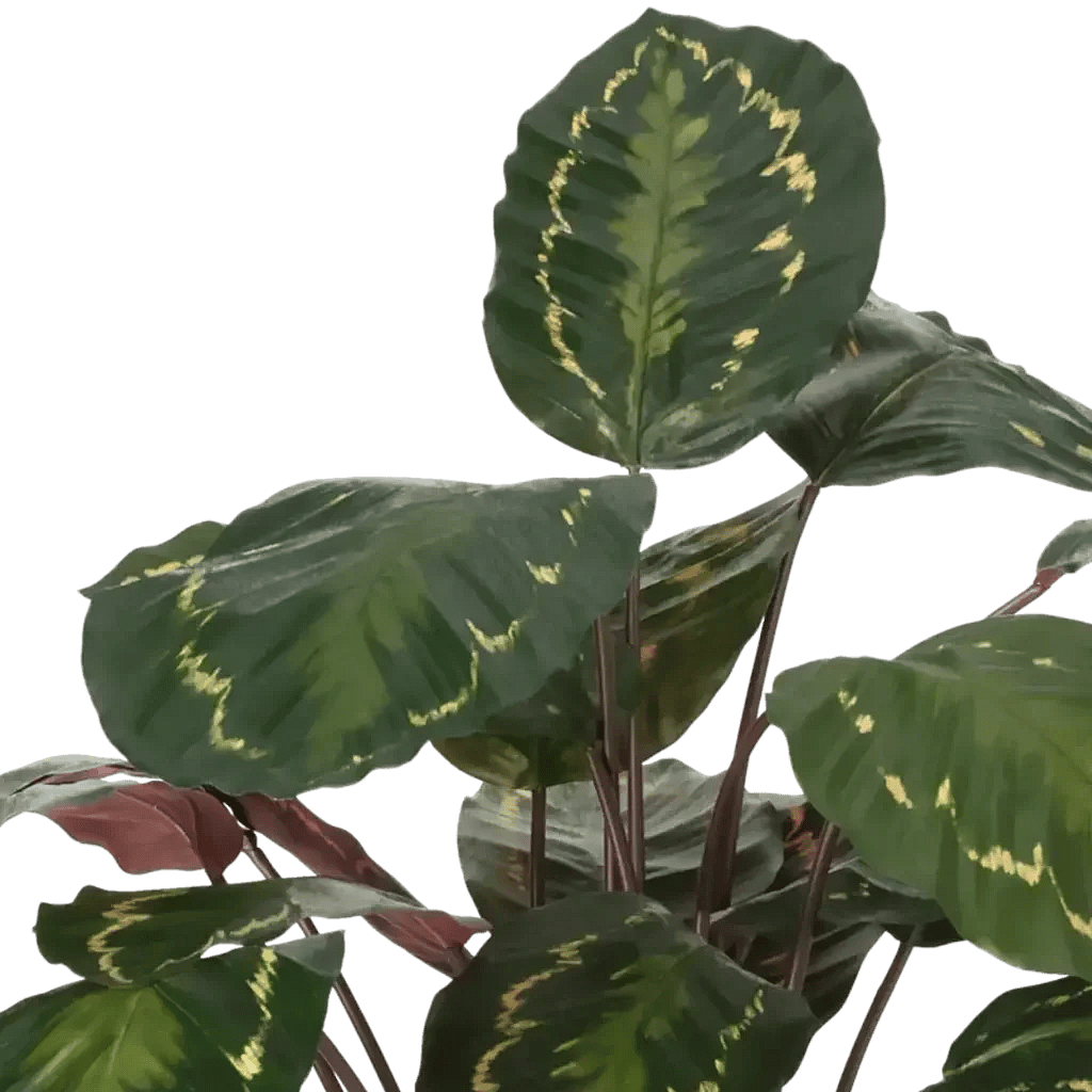 Closeup af Kunstig Calathea H: 62 cm.