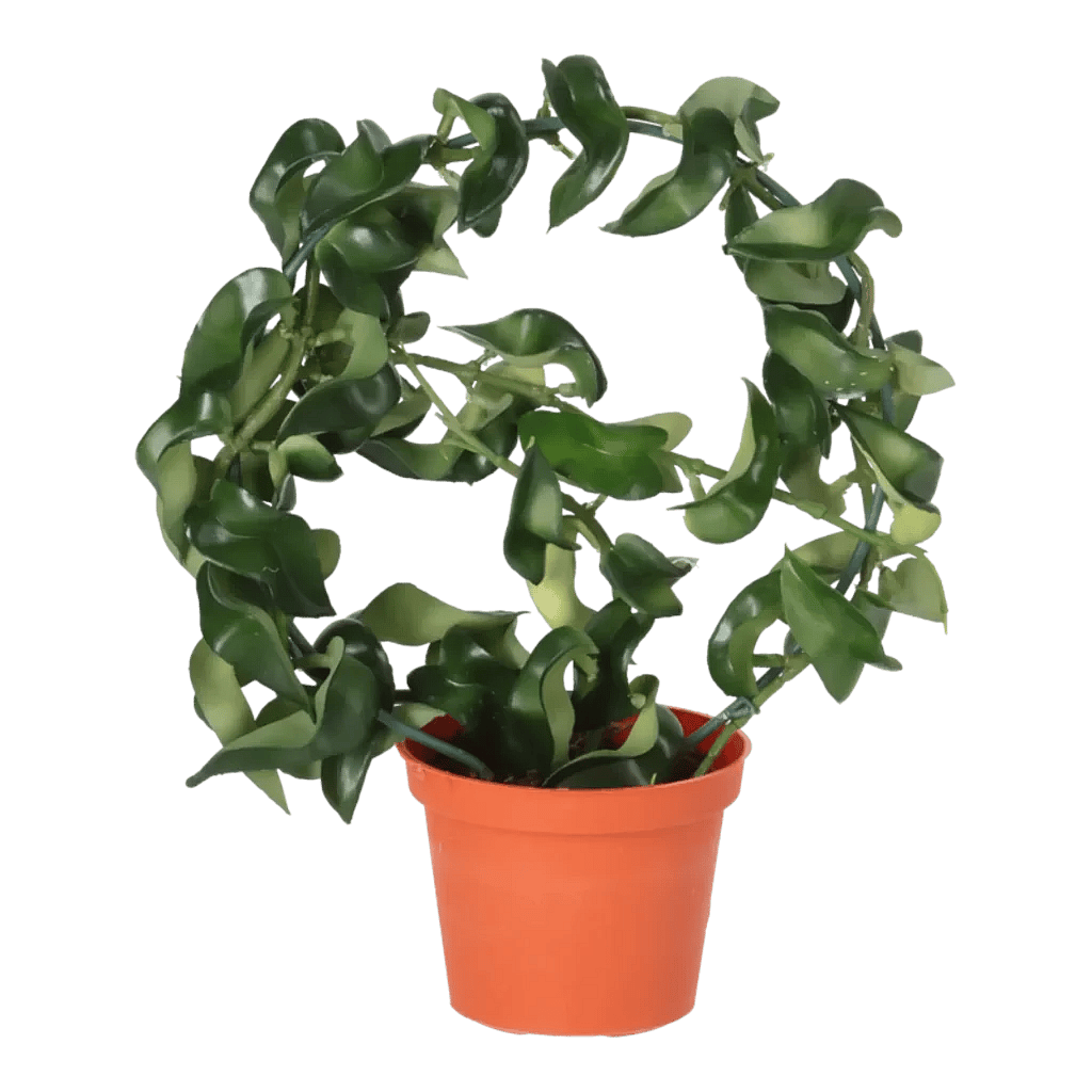 Kunstig Hoya Compacta H: 23 cm.