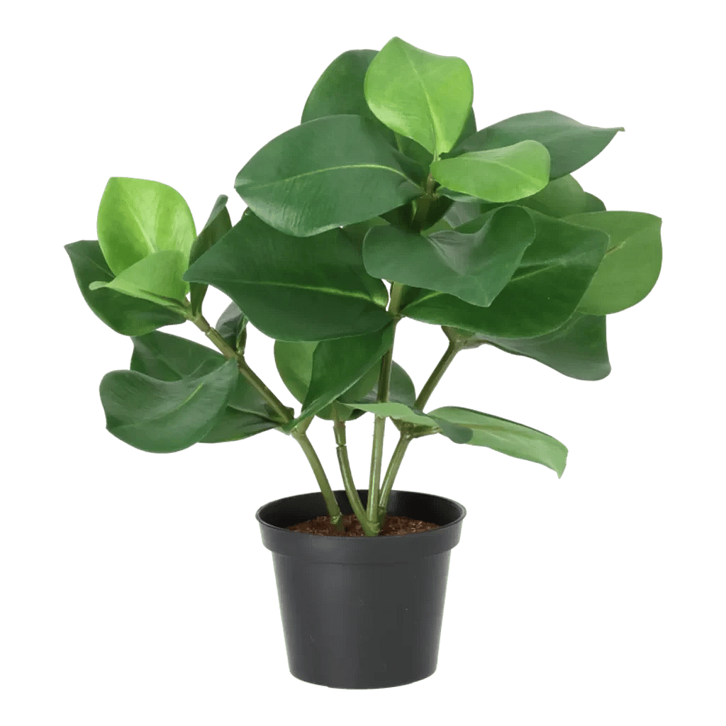 Kunstig Clusia H: 30cm.
