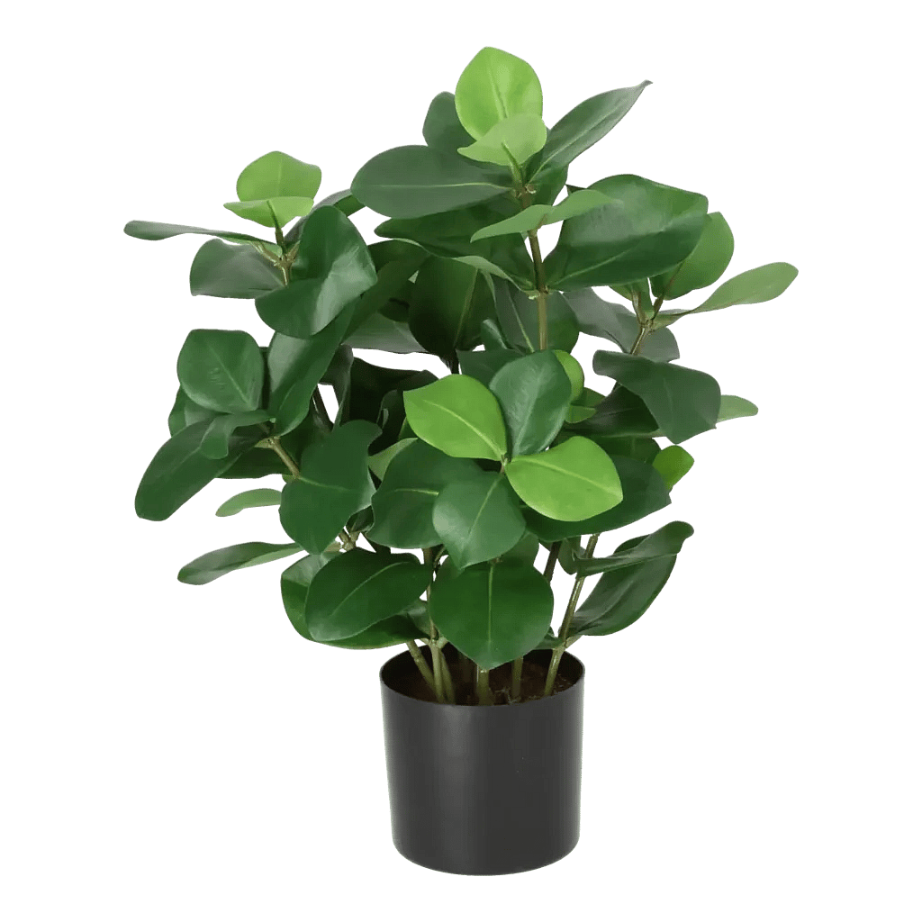 Kunstig Clusia H: 45 cm.