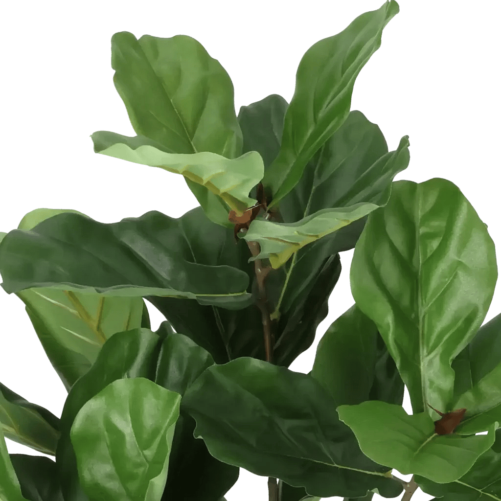 Closeup af Kunstig Fiddleleaf Fig H: 65 cm.