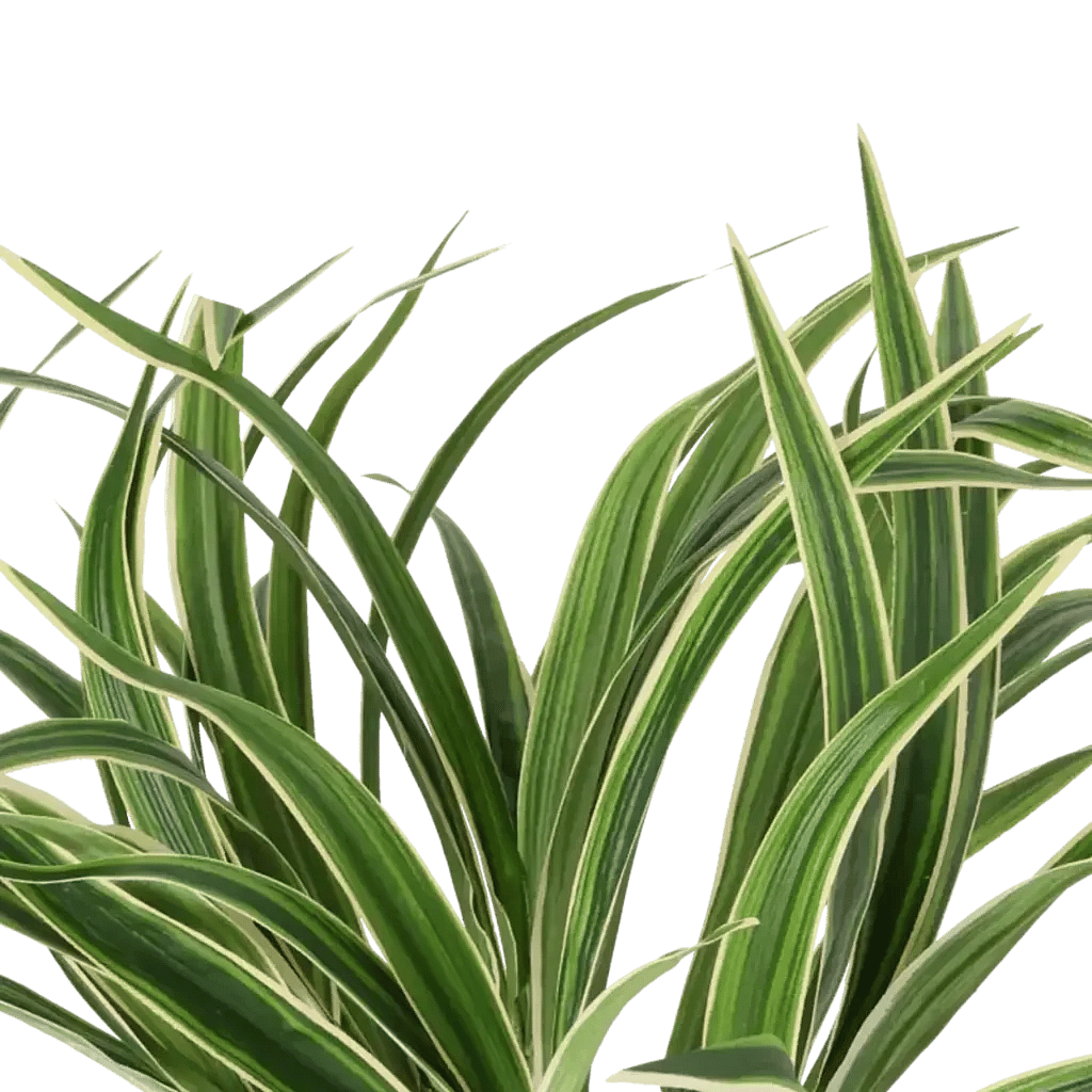 Closeup af Kunstig Chlorophytum H: 34 cm.