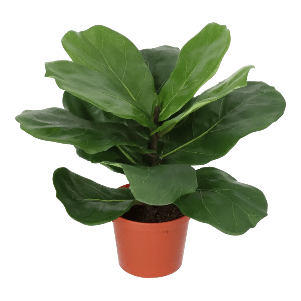 Kunstig Fiddleleaf Fig H: 35 cm.