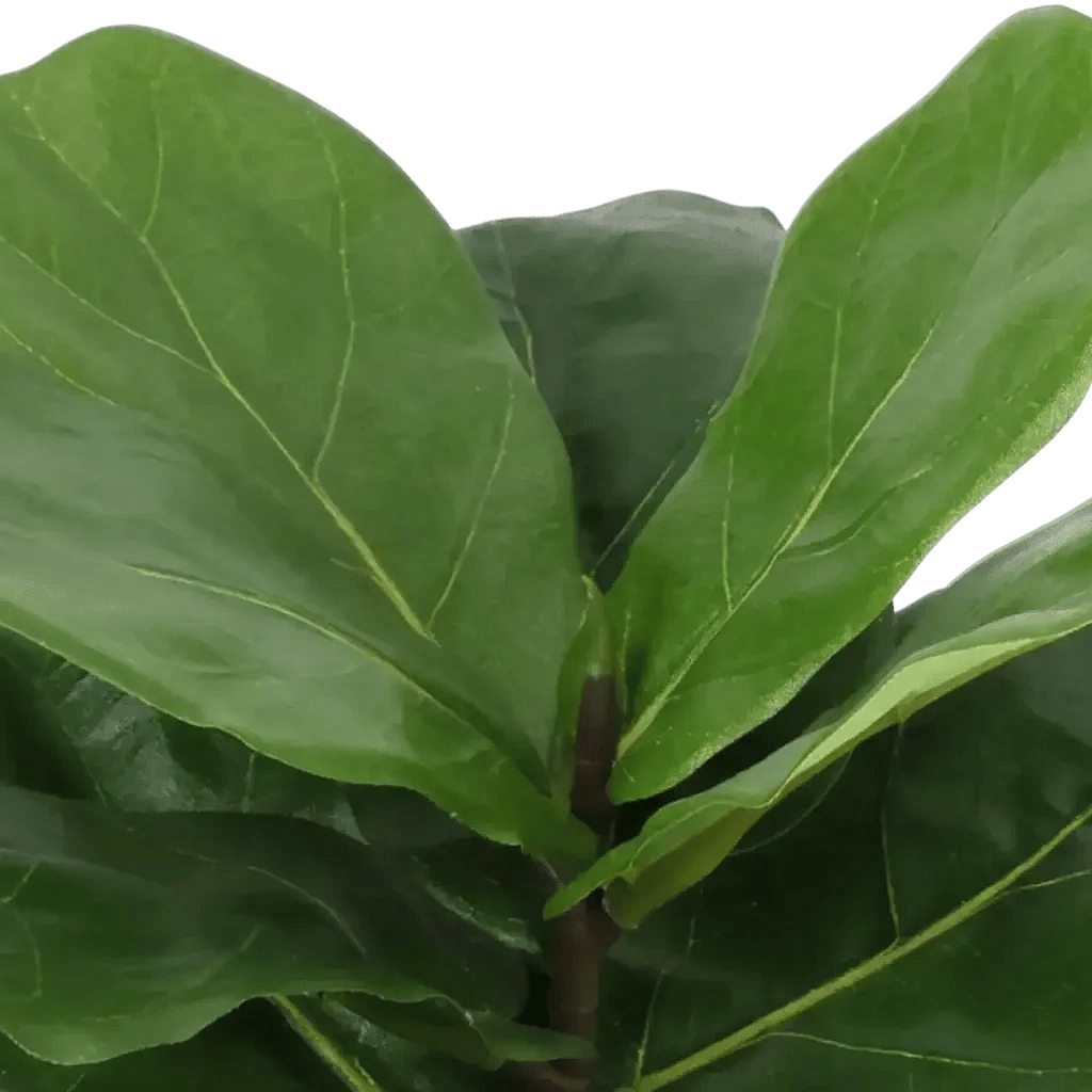 Closeup af Kunstig Fiddleleaf Fig H: 35 cm.