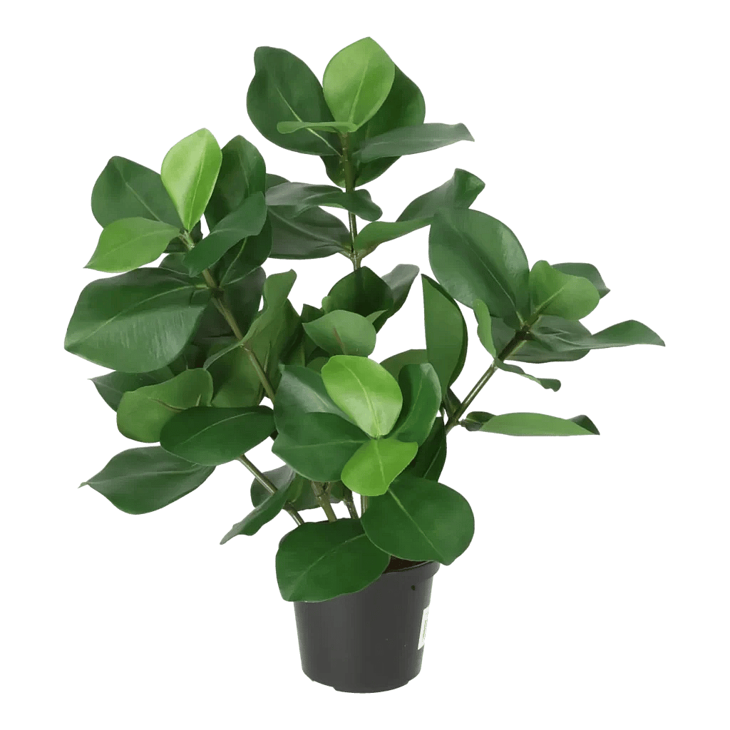 Kunstig Clusia H: 38 cm.