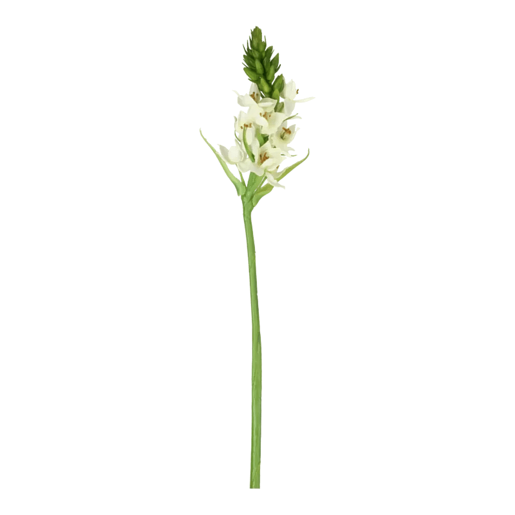 Kunstig Star of Bethlehem - L: 60 cm.