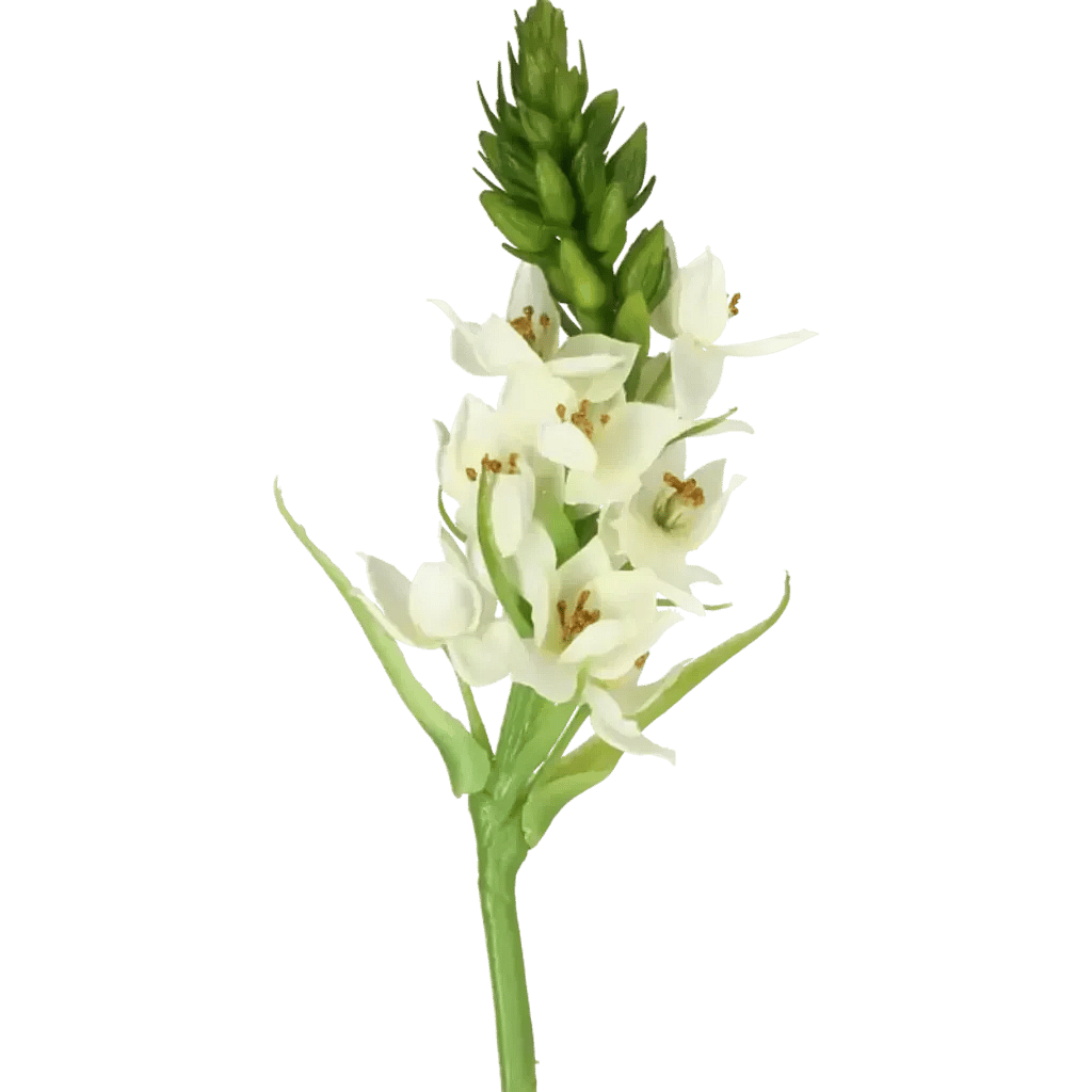 Closeup af Kunstig Star of Bethlehem L: 60 cm.