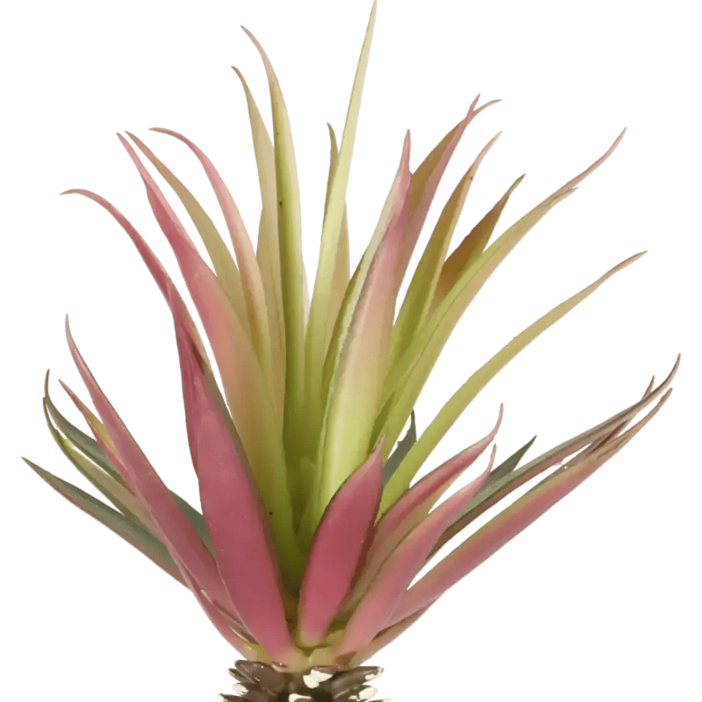 Closeup af Kunstig Agave H: 25 cm.