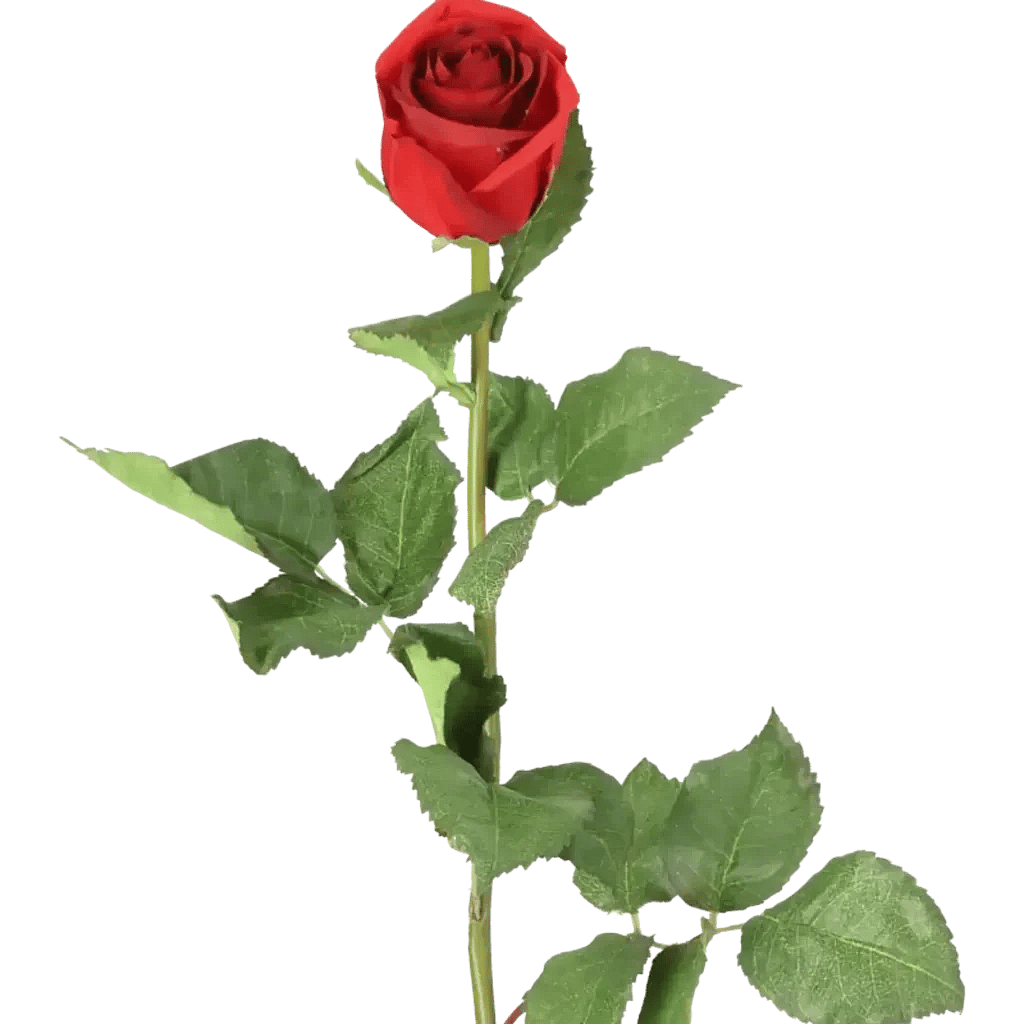 Closeup af Kunstig rød Rose stilk - L: 75 cm.