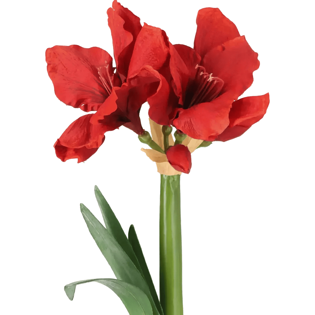Closeup af Kunstig Amaryllis m. rod L: 50 cm.