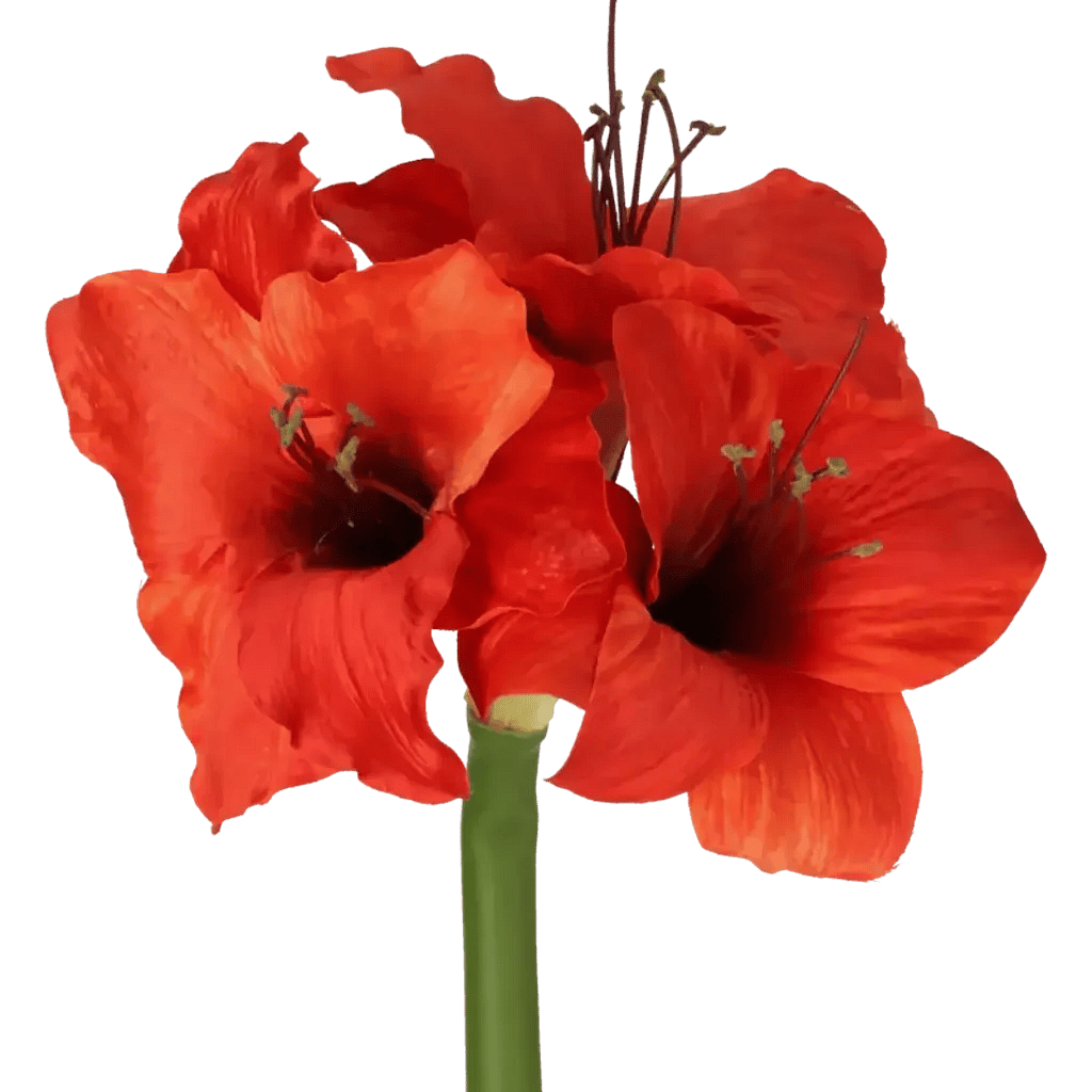 Closeup af Kunstig Amaryllis stilk i rød L: 60 cm.