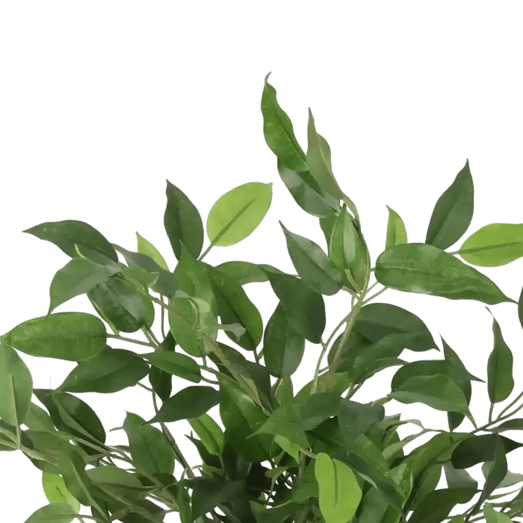 Closeup af Kunstig Ficus Natasja H: 31 cm.