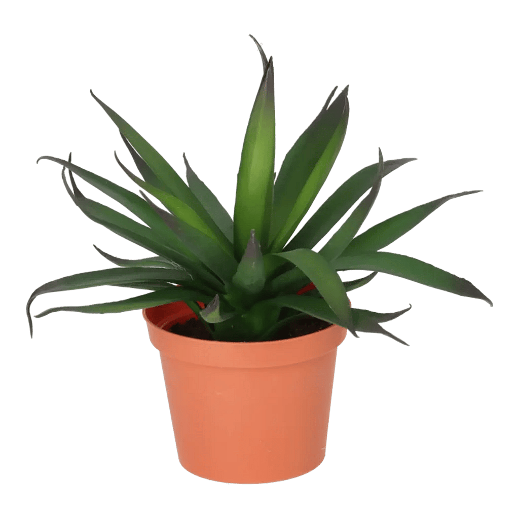 Kunstig Agave mini H: 18 cm.