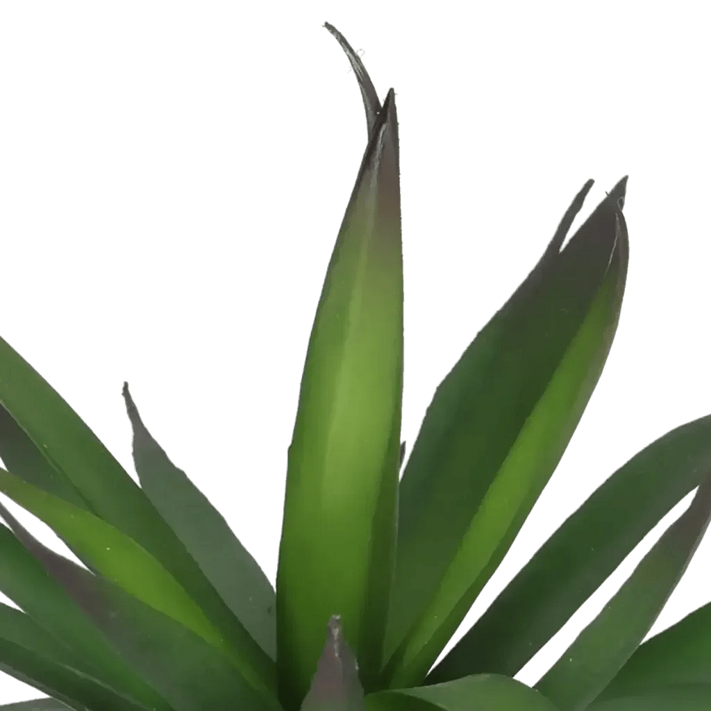 Closeup af Kunstig Agave mini H: 18 cm.