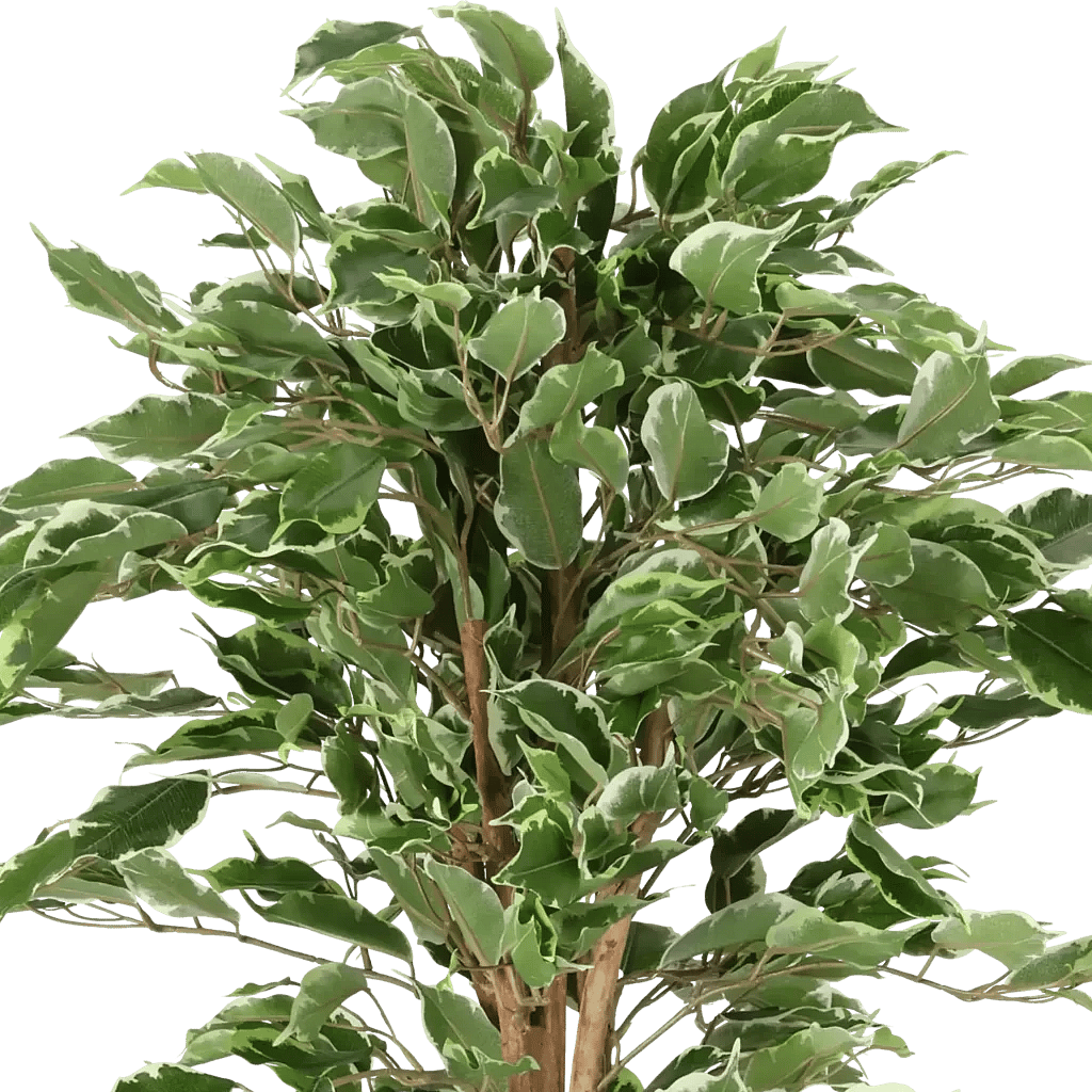 Closeup af Kunstig Ficus Golden H: 110 cm.