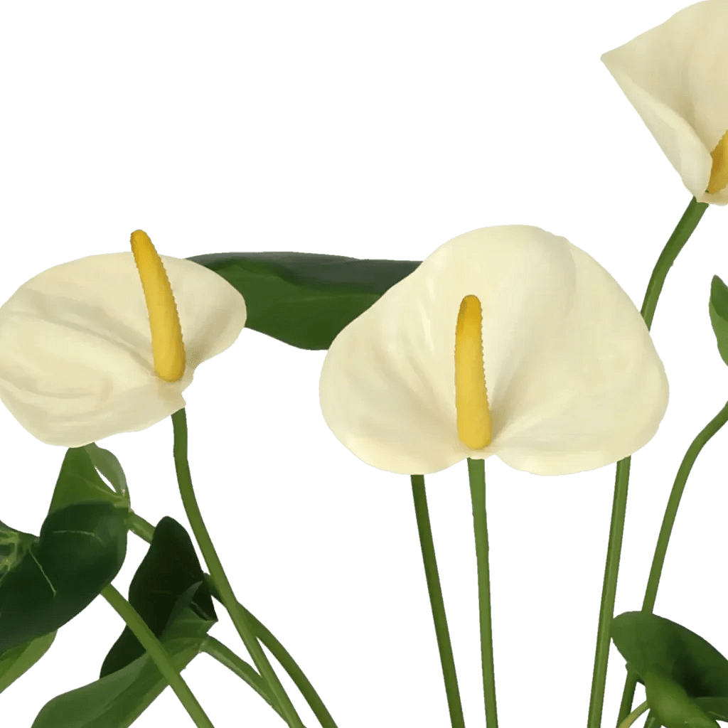 Closeup af Kunstig Anthurium H: 42 cm.