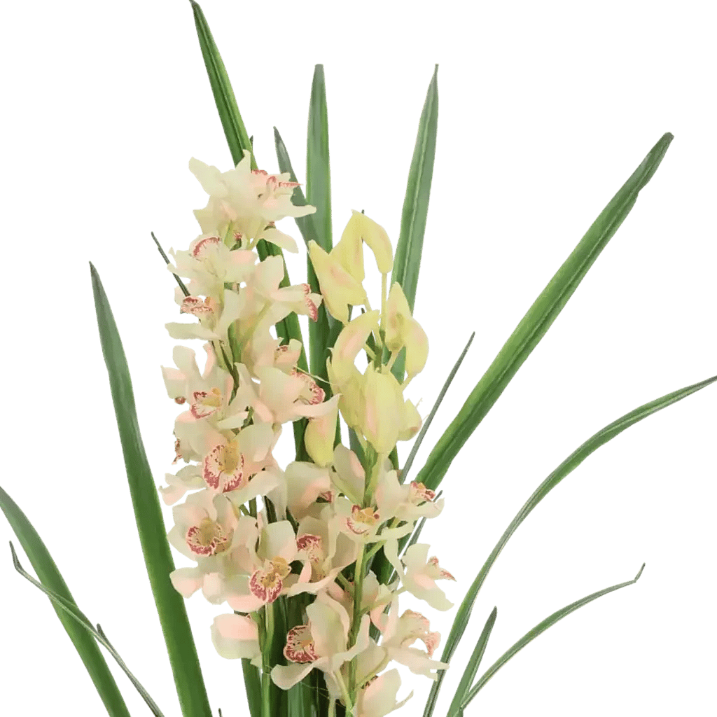 Closeup af Kunstig Cymbidium H: 115 cm.