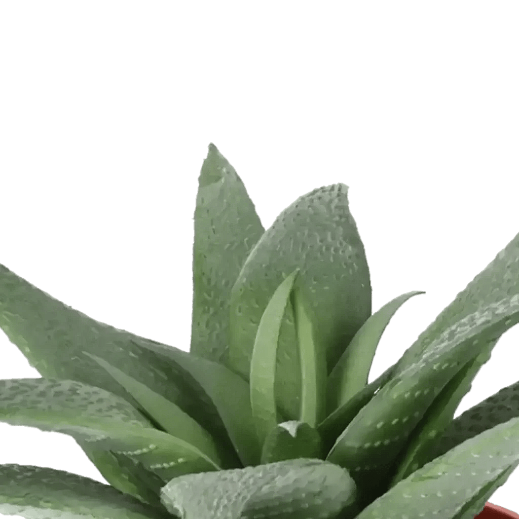 Closeup af Kunstig Aloe Vera H: 11 cm.