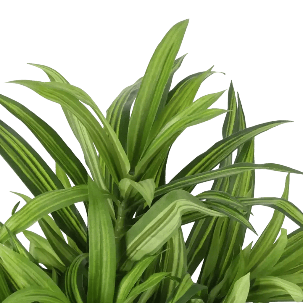 Closeup af Kunstig Dracena H: 34 cm.