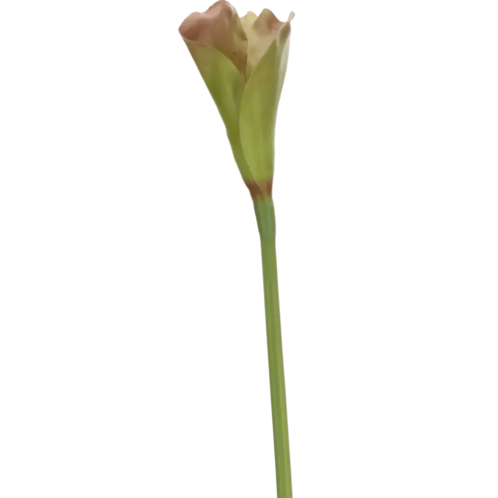 Closeup af Kunstig Calla L: 60 cm.