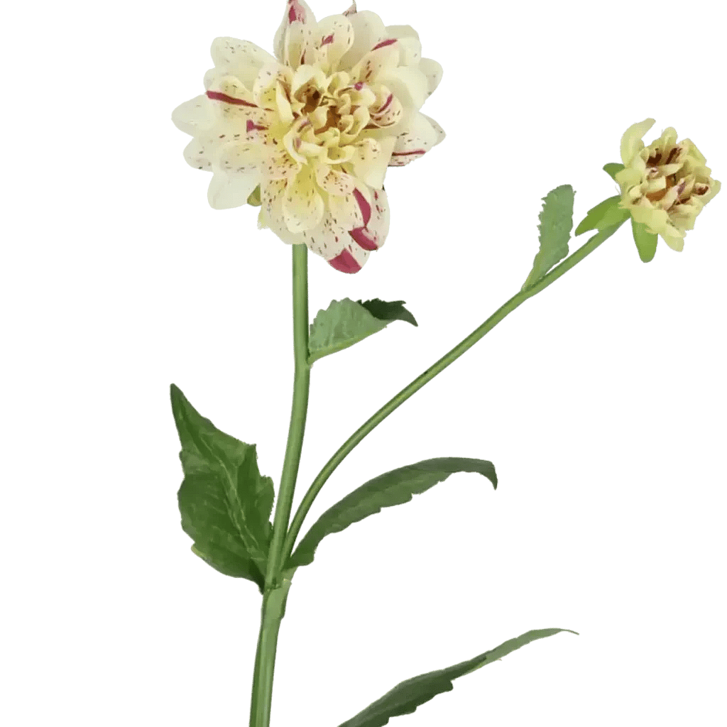 Closeup af Kunstig hvid/lilla Dahlia stilk - L: 65 cm.