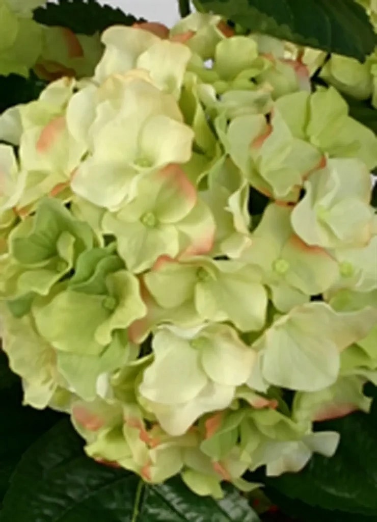 Kunstig hortensia stilk i creme/lime - L: 50 cm.