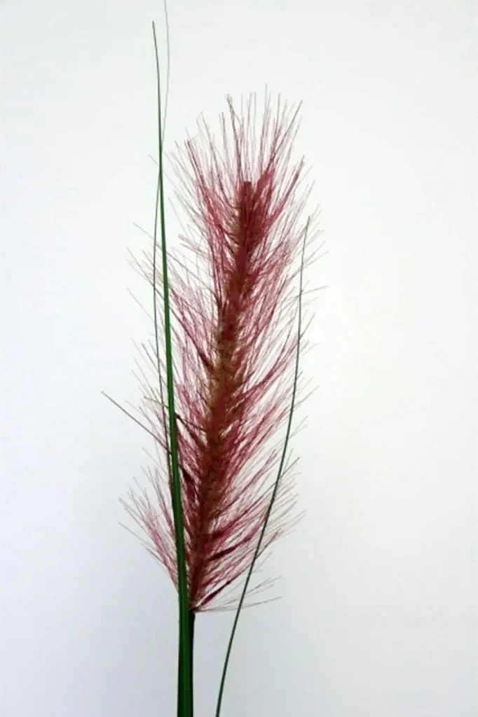 Kunstig Ethiopian græs stilk L: 140 cm.