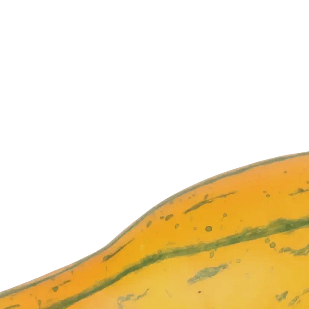 Closeup af Kunstig Squash L: 16.