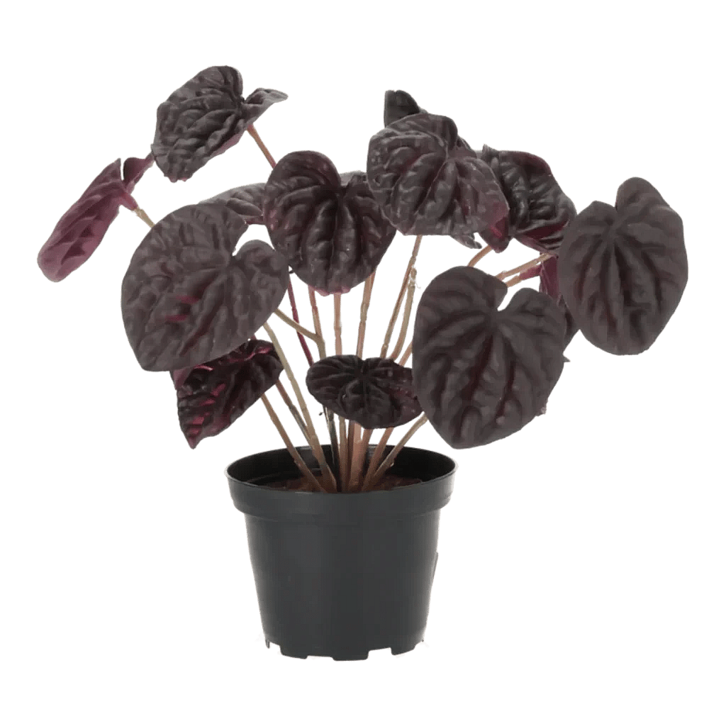 Kunstig Peperomia H: 20 cm.