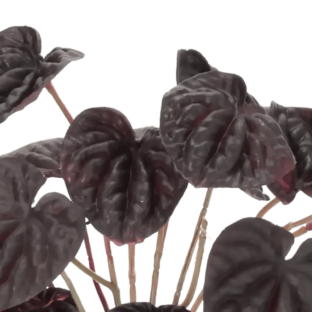 Closeup af Kunstig Peperomia H: 20 cm.