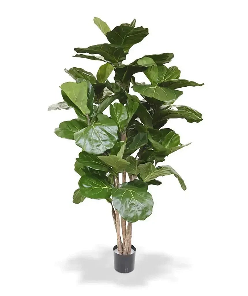 Kunstig ficus lyrata - H: 170 cm.