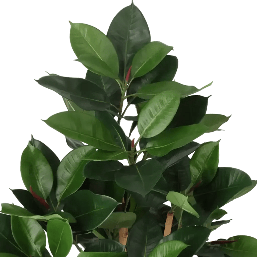 Closeup af Kunstig gummiplante træ H 120 cm.