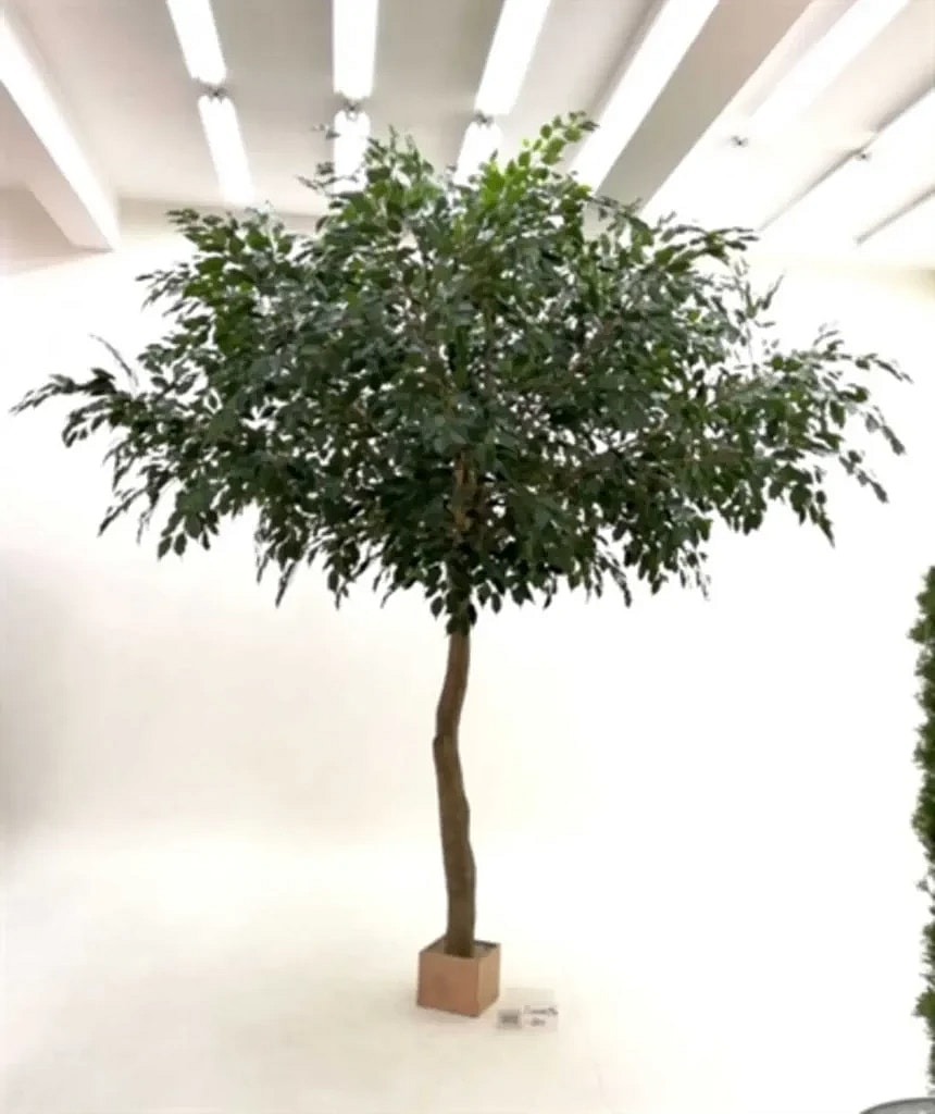 Kunstig ficus benjamina træ - H: 400 cm.