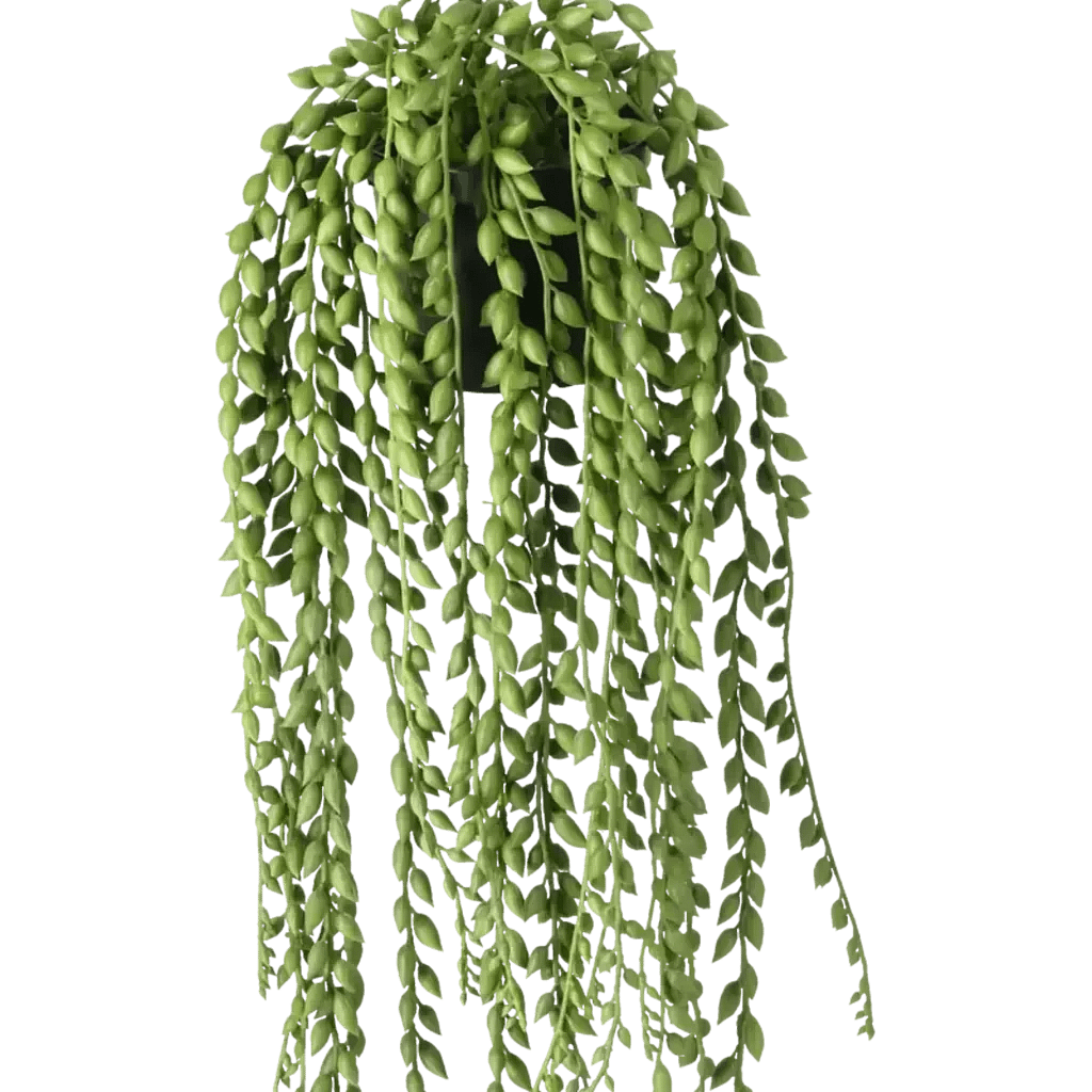 Closeup af Kunstig Senecio hængeplante L: 90 cm.