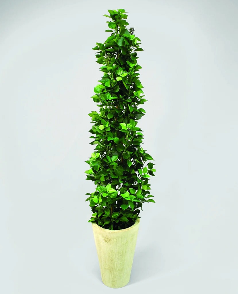 Kunstig Hedera Helix H: 175 cm.