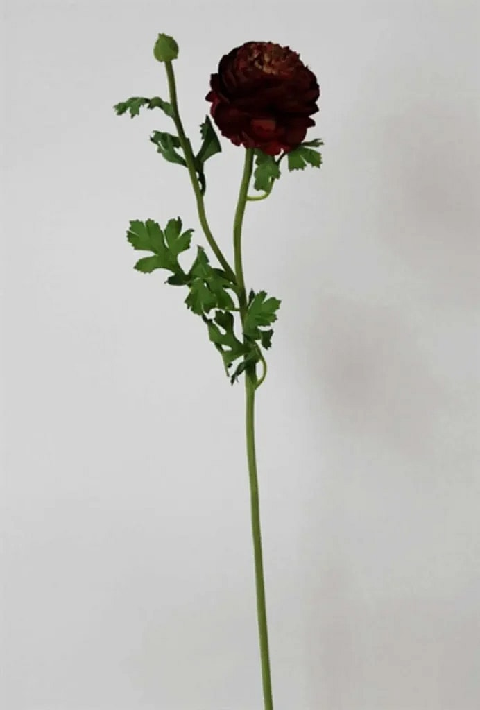 Kunstig ranunkel stilk i vinrød - L: 71 cm.
