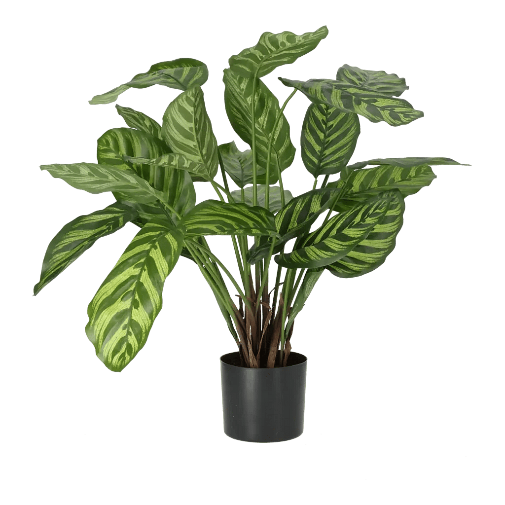 Kunstig calathea - H: 56 cm.
