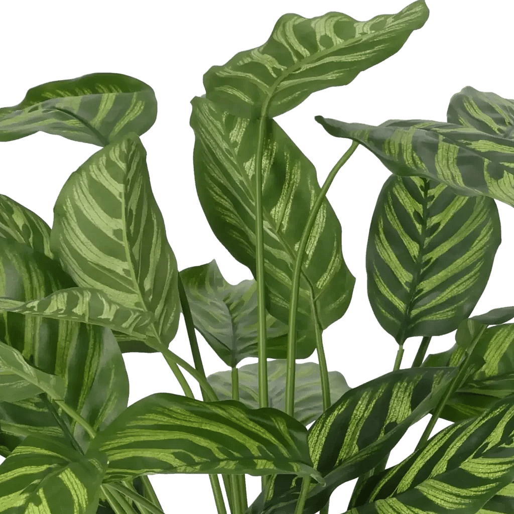 Closeup af Kunstig Calathea H: 56 cm.