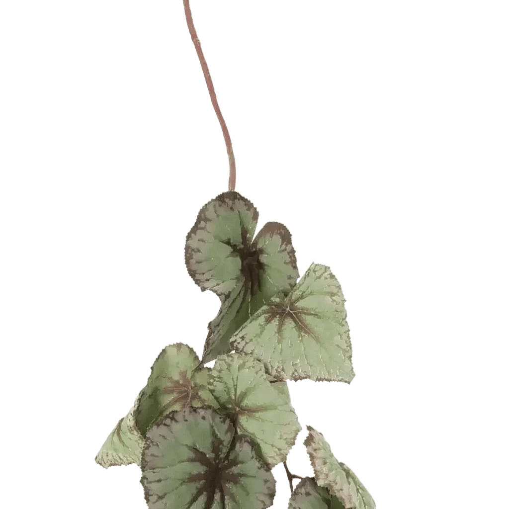 Closeup af Kunstig Begonia L: 110 cm.
