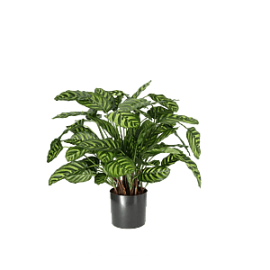 Kunstig Calathea H: 65 cm.
