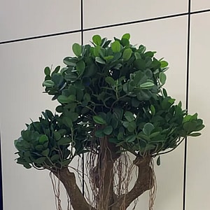 Kunstig Ficus Panda - H: 110 cm.