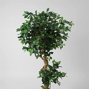 Kunstig Ficus Retusa spiral H: 140 cm.