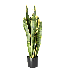 Kunstig Svigermors skarpe tunge H 70 cm.