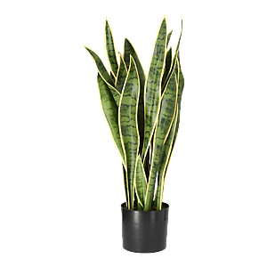 Kunstig Svigermors skarpe tunge H: 80 cm.