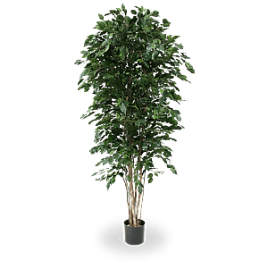 Kunstig Ficus Exotica H: 210 cm.