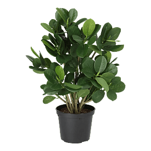Kunstig Ficus Panda H: 30 cm.