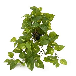 Kunstig Guldranke L: 55 cm.
