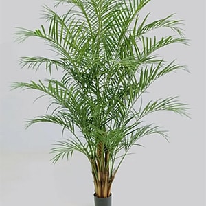 Kunstig Areca palme H: 230 cm.